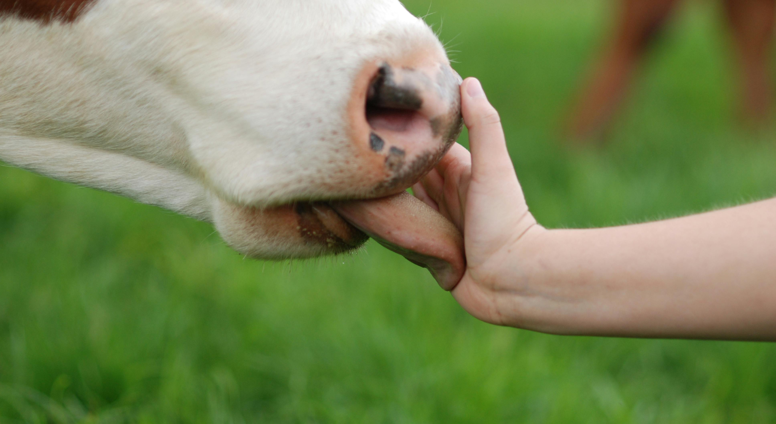 Dairy Farm